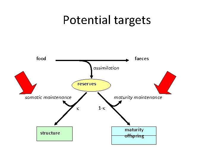 Potential targets food faeces assimilation reserves somatic maintenance maturity maintenance structure 1 - maturity