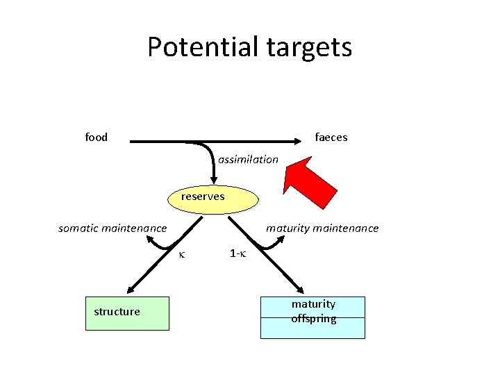 Potential targets food faeces assimilation reserves somatic maintenance maturity maintenance structure 1 - maturity