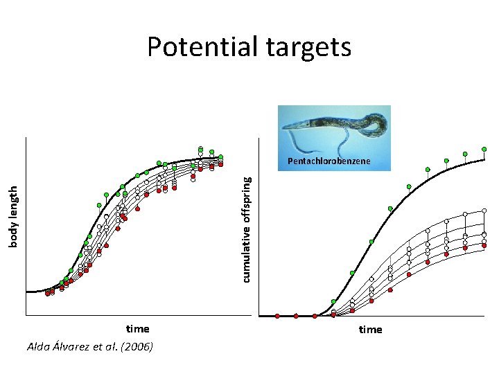 Potential targets body length cumulative offspring Pentachlorobenzene time Alda Álvarez et al. (2006) time
