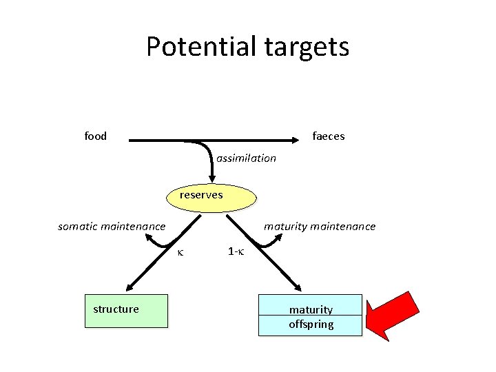 Potential targets food faeces assimilation reserves somatic maintenance maturity maintenance structure 1 - maturity