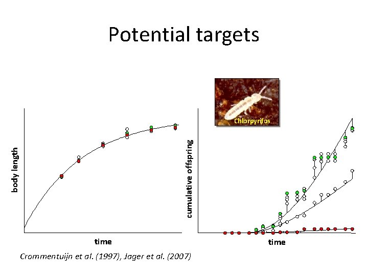 Potential targets body length cumulative offspring Chlorpyrifos time Crommentuijn et al. (1997), Jager et