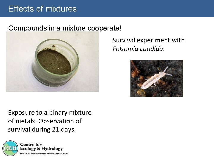 Effects of mixtures Compounds in a mixture cooperate! Survival experiment with Folsomia candida. Exposure