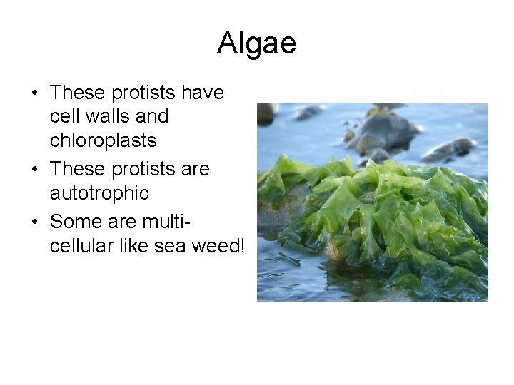 Algae • These protists have cell walls and chloroplasts • These protists are autotrophic