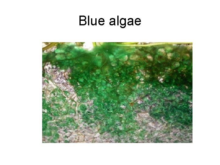 Blue algae 