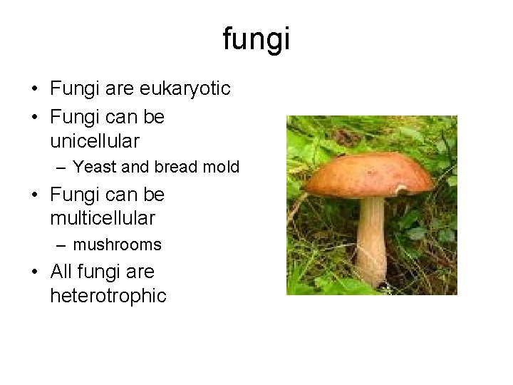 fungi • Fungi are eukaryotic • Fungi can be unicellular – Yeast and bread