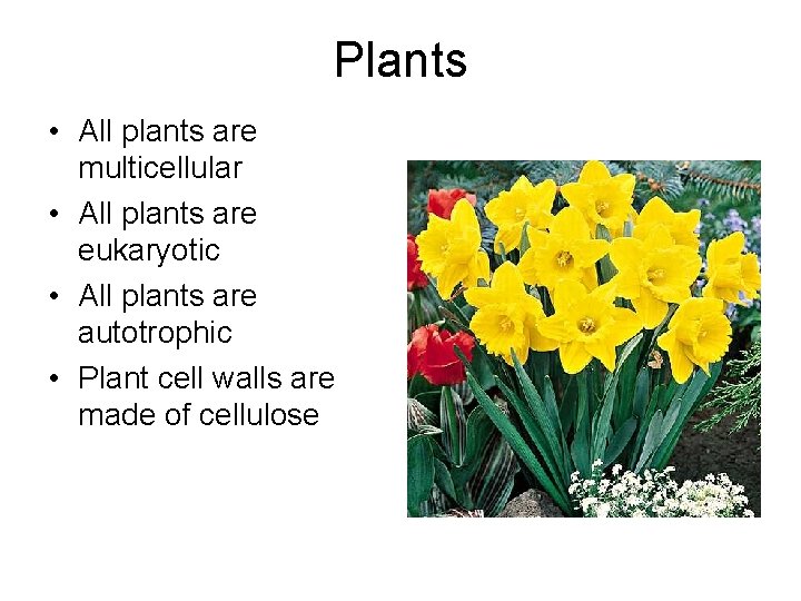 Plants • All plants are multicellular • All plants are eukaryotic • All plants