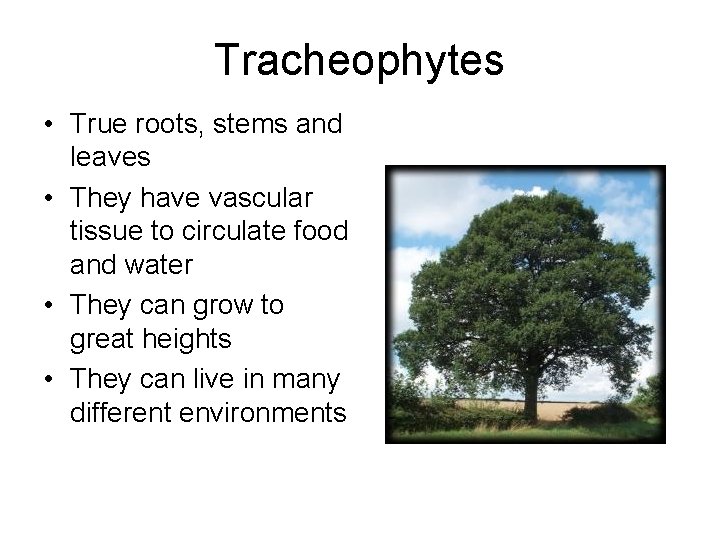 Tracheophytes • True roots, stems and leaves • They have vascular tissue to circulate