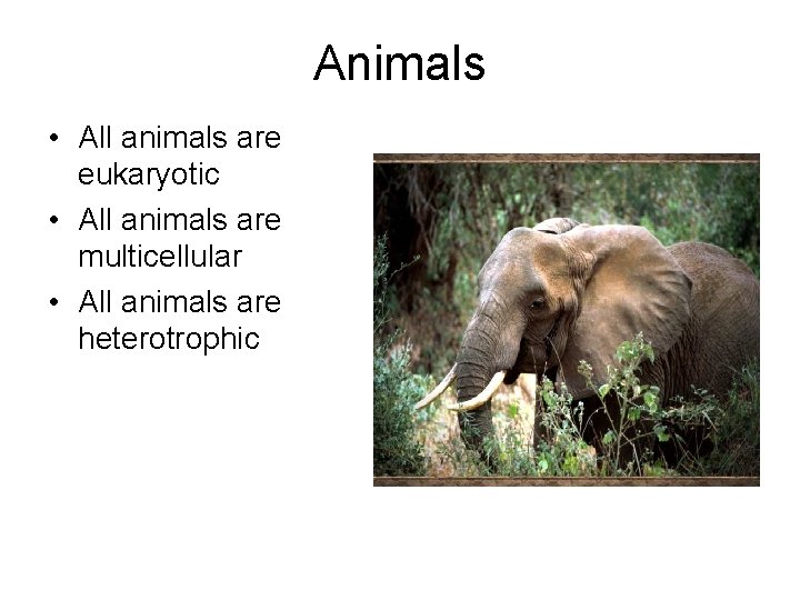 Animals • All animals are eukaryotic • All animals are multicellular • All animals