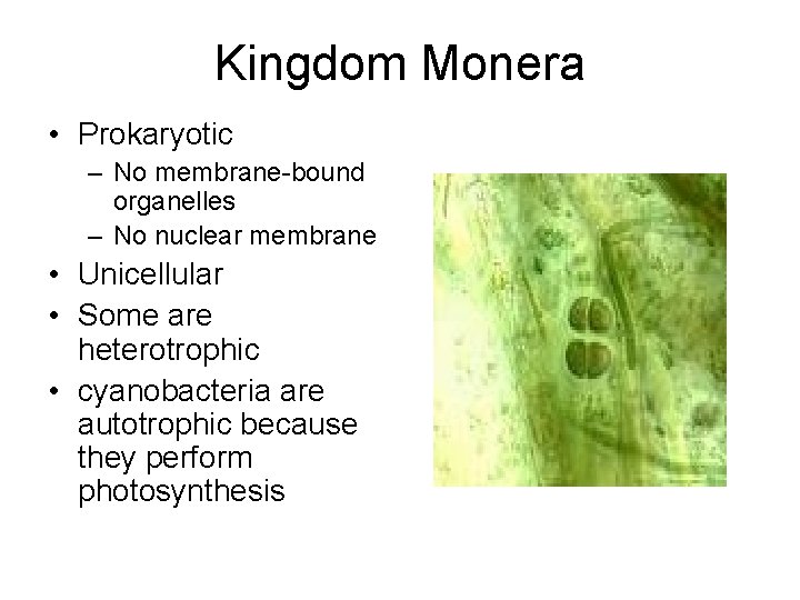 Kingdom Monera • Prokaryotic – No membrane-bound organelles – No nuclear membrane • Unicellular