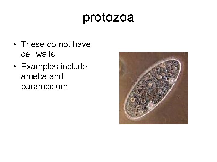 protozoa • These do not have cell walls • Examples include ameba and paramecium