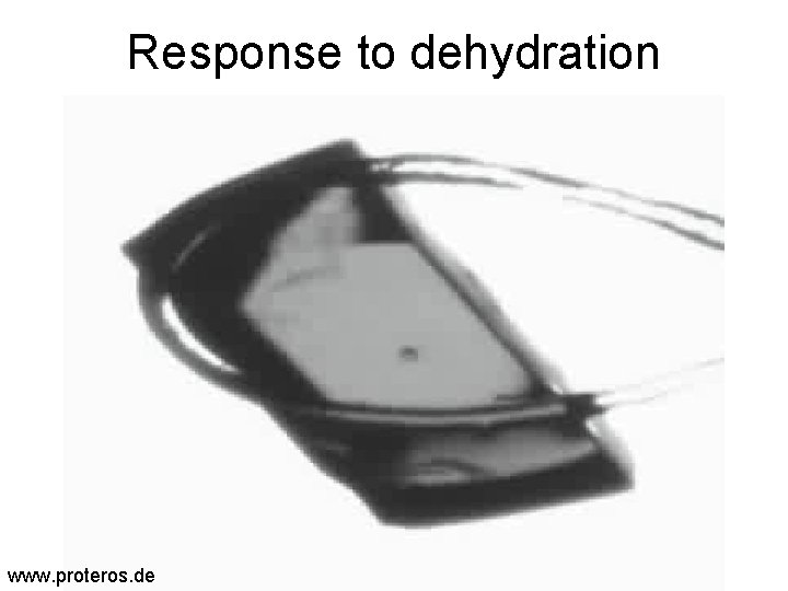 Response to dehydration www. proteros. de 