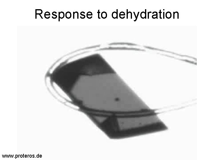 Response to dehydration www. proteros. de 