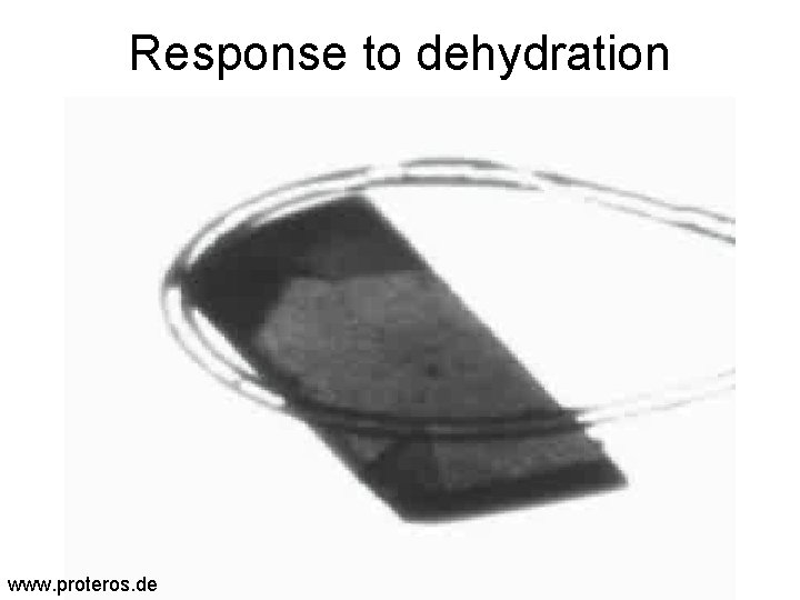 Response to dehydration www. proteros. de 