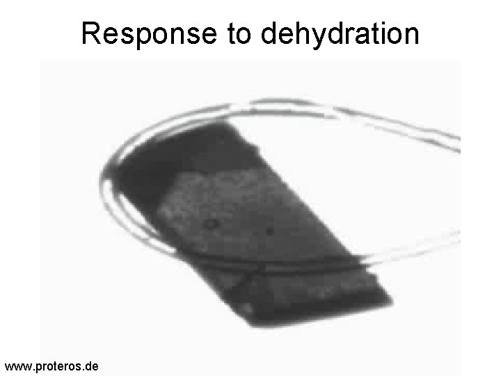 Response to dehydration www. proteros. de 
