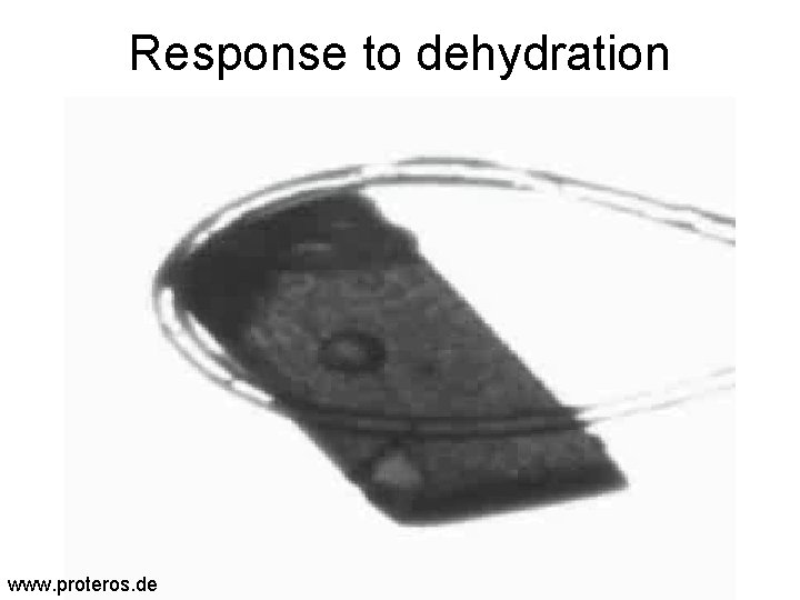 Response to dehydration www. proteros. de 