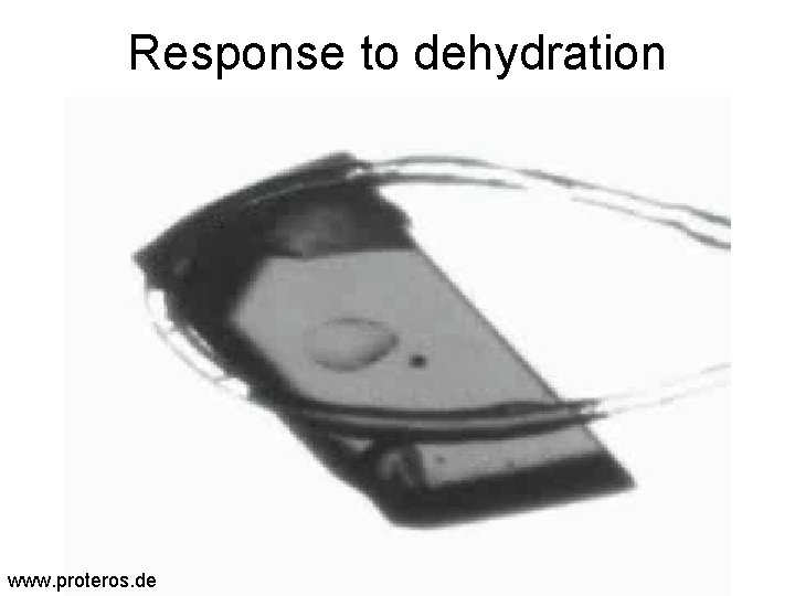 Response to dehydration www. proteros. de 