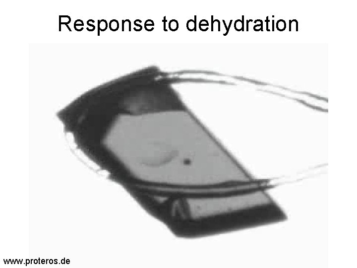 Response to dehydration www. proteros. de 