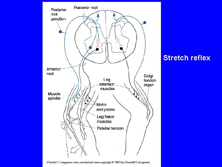 Stretch reflex 