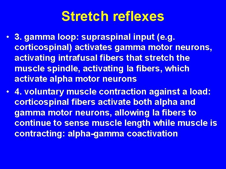 Stretch reflexes • 3. gamma loop: supraspinal input (e. g. corticospinal) activates gamma motor