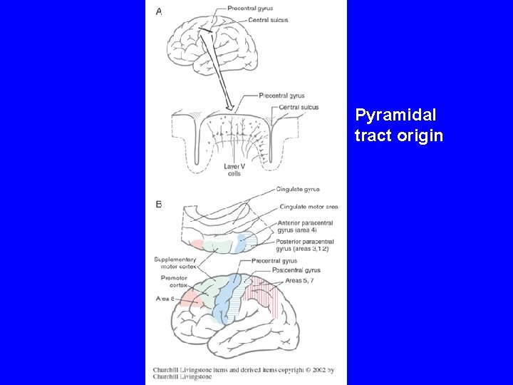 Pyramidal tract origin 