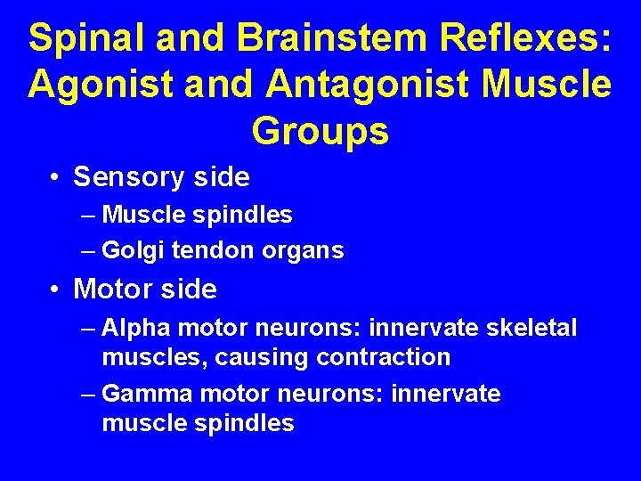 Spinal and Brainstem Reflexes: Agonist and Antagonist Muscle Groups • Sensory side – Muscle