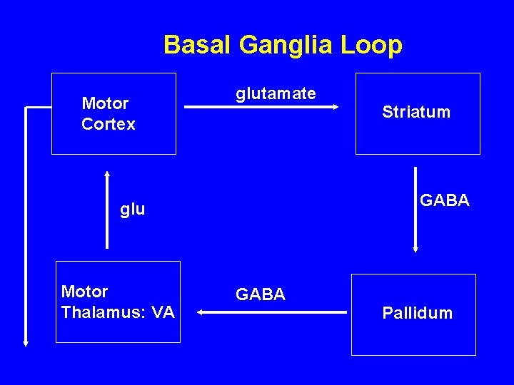 Basal Ganglia Loop Motor Cortex glutamate GABA glu Motor Thalamus: VA Striatum GABA Pallidum