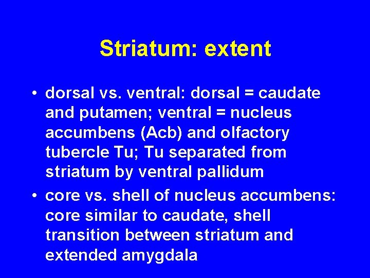 Striatum: extent • dorsal vs. ventral: dorsal = caudate and putamen; ventral = nucleus