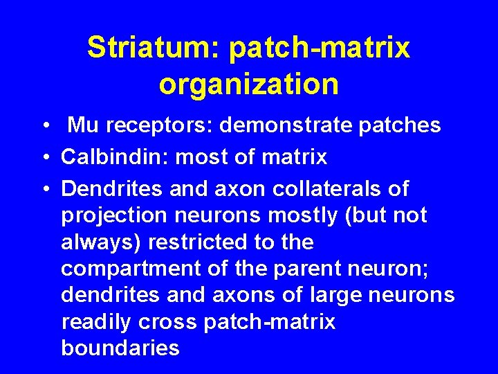 Striatum: patch-matrix organization • Mu receptors: demonstrate patches • Calbindin: most of matrix •