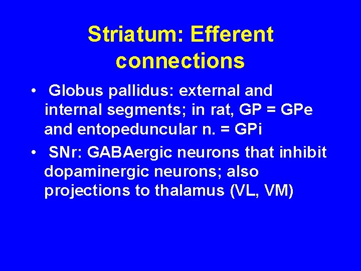 Striatum: Efferent connections • Globus pallidus: external and internal segments; in rat, GP =