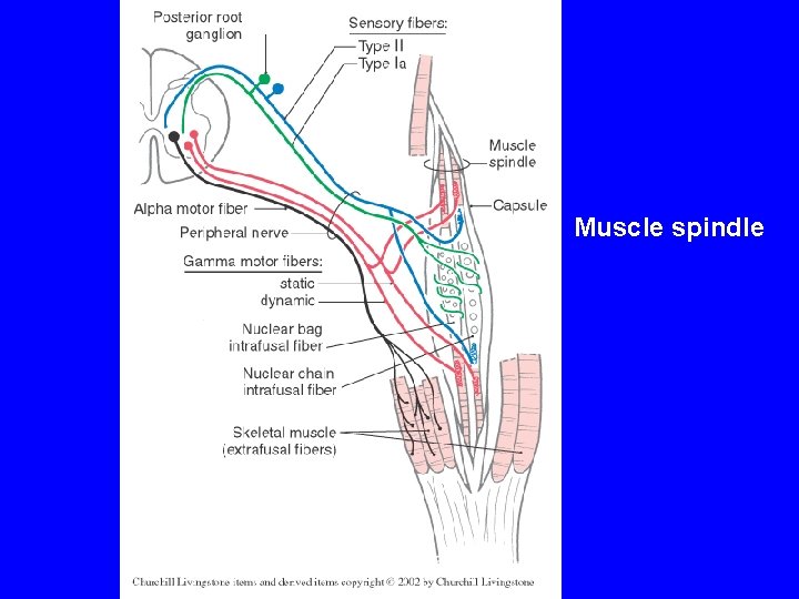 Muscle spindle 