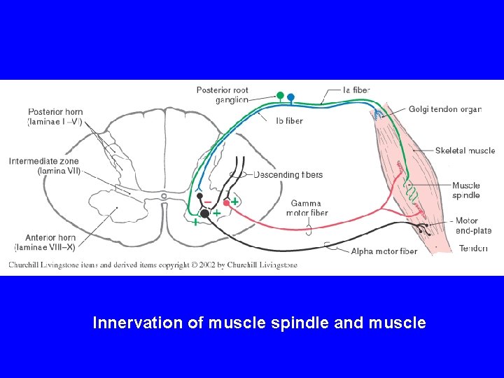 Innervation of muscle spindle and muscle 