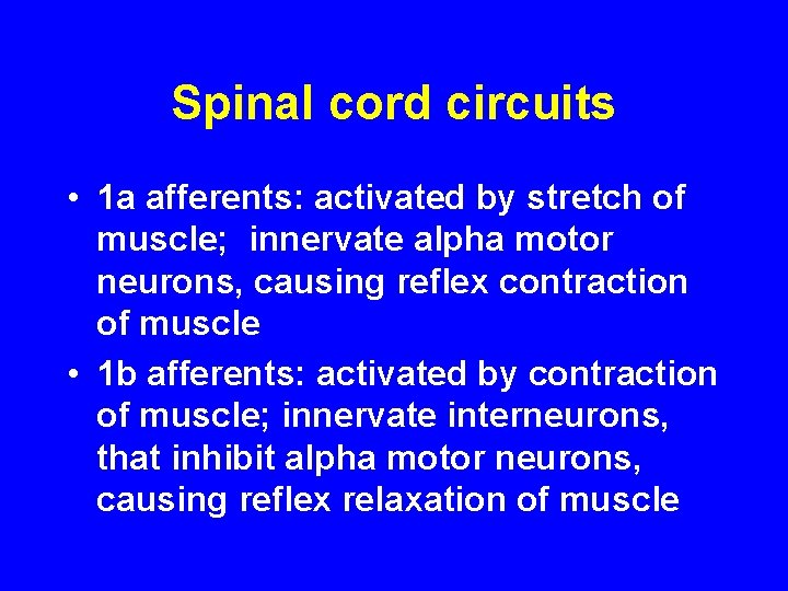 Spinal cord circuits • 1 a afferents: activated by stretch of muscle; innervate alpha