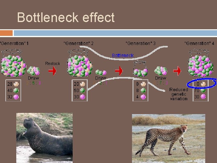 Bottleneck effect 