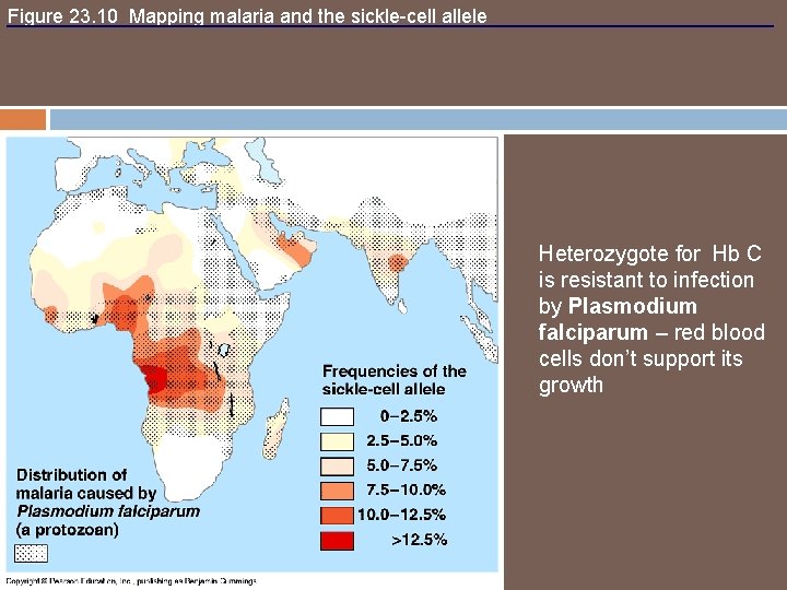Figure 23. 10 Mapping malaria and the sickle-cell allele Heterozygote for Hb C is