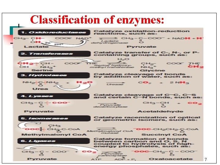 Classification of enzymes: 7 