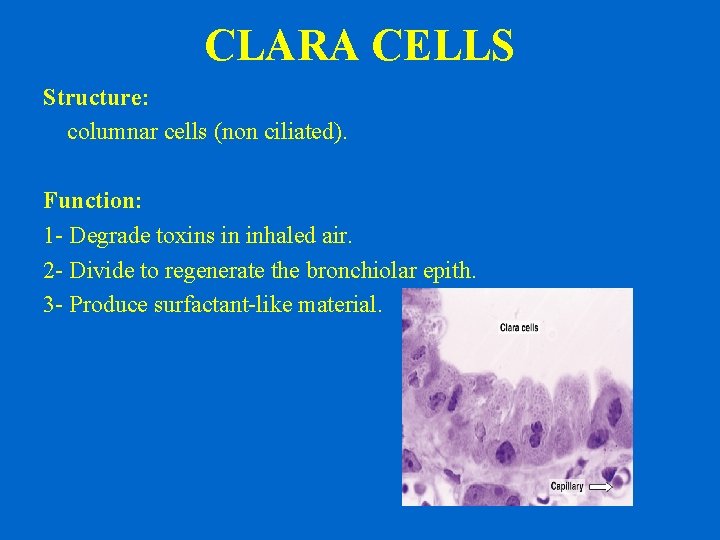CLARA CELLS Structure: columnar cells (non ciliated). Function: 1 - Degrade toxins in inhaled