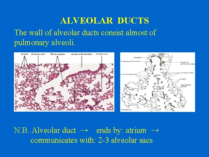 ALVEOLAR DUCTS The wall of alveolar ducts consist almost of pulmonary alveoli. N. B.