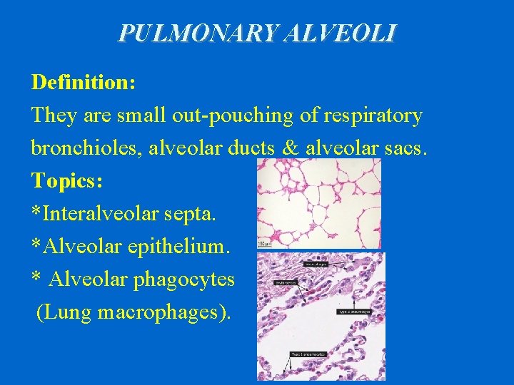 PULMONARY ALVEOLI Definition: They are small out-pouching of respiratory bronchioles, alveolar ducts & alveolar