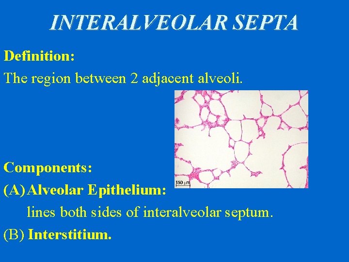 INTERALVEOLAR SEPTA Definition: The region between 2 adjacent alveoli. Components: (A) Alveolar Epithelium: lines