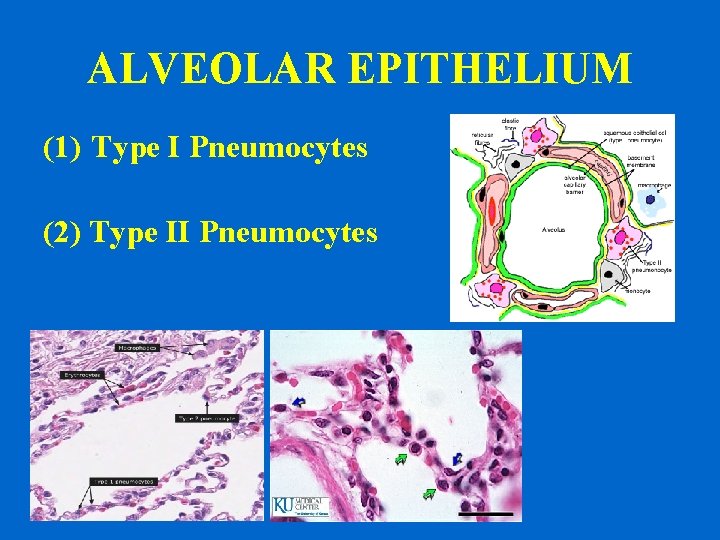 ALVEOLAR EPITHELIUM (1) Type I Pneumocytes (2) Type II Pneumocytes 