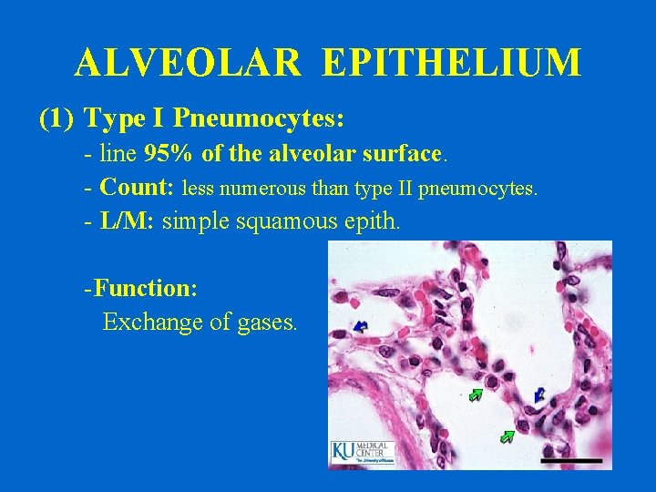 ALVEOLAR EPITHELIUM (1) Type I Pneumocytes: - line 95% of the alveolar surface. -