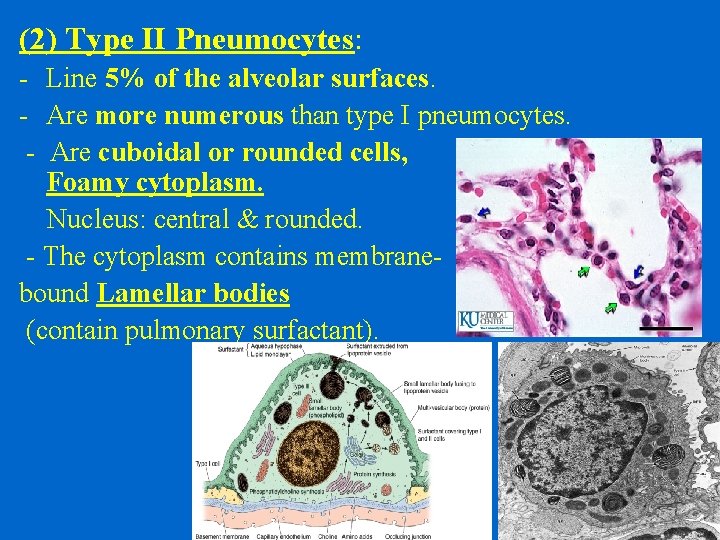 (2) Type II Pneumocytes: - Line 5% of the alveolar surfaces. - Are more