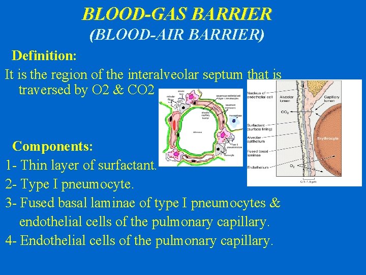 BLOOD-GAS BARRIER (BLOOD-AIR BARRIER) Definition: It is the region of the interalveolar septum that