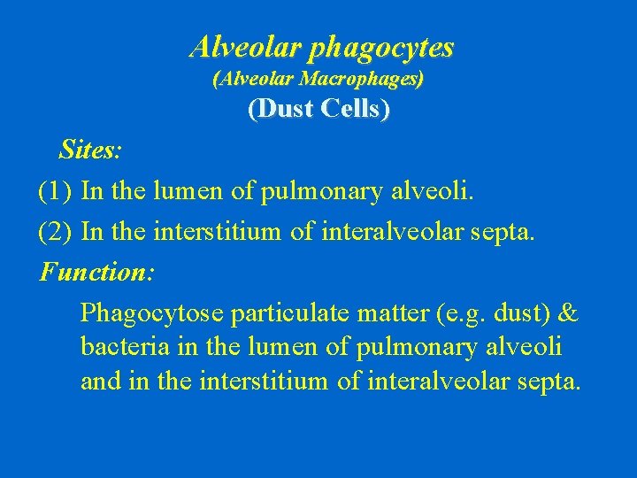 Alveolar phagocytes (Alveolar Macrophages) (Dust Cells) Sites: (1) In the lumen of pulmonary alveoli.