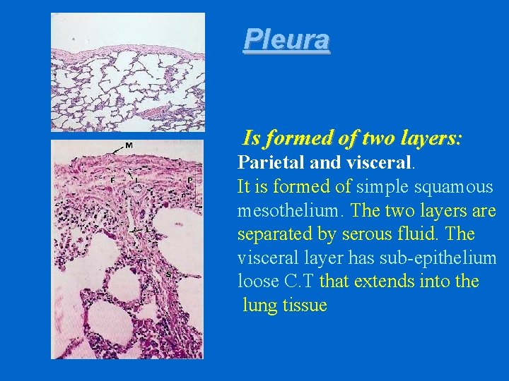 Pleura Is formed of two layers: Parietal and visceral. It is formed of simple