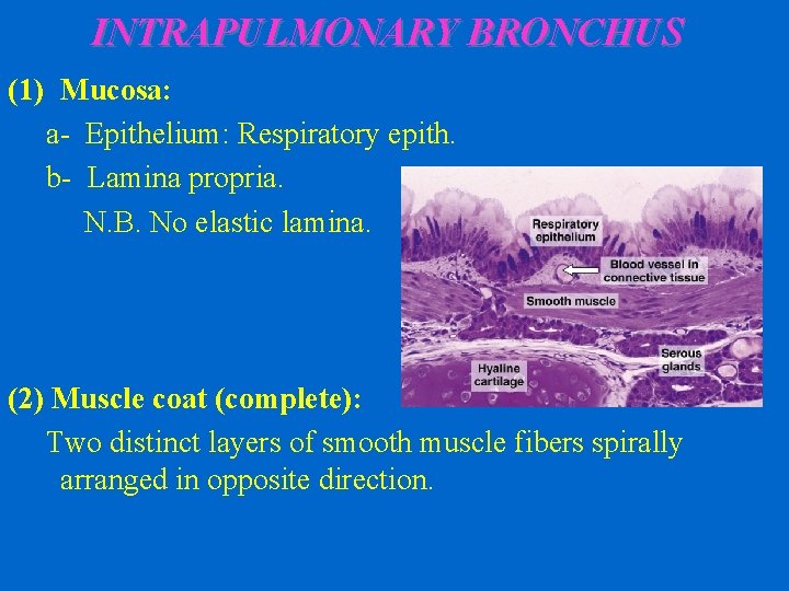INTRAPULMONARY BRONCHUS (1) Mucosa: a- Epithelium: Respiratory epith. b- Lamina propria. N. B. No