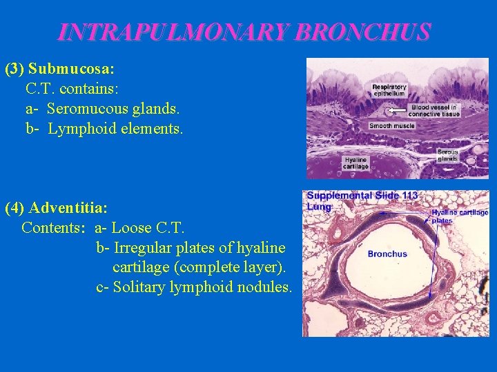 INTRAPULMONARY BRONCHUS (3) Submucosa: C. T. contains: a- Seromucous glands. b- Lymphoid elements. (4)