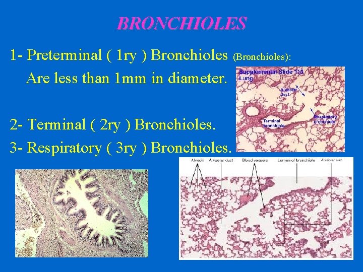 BRONCHIOLES 1 - Preterminal ( 1 ry ) Bronchioles (Bronchioles): Are less than 1