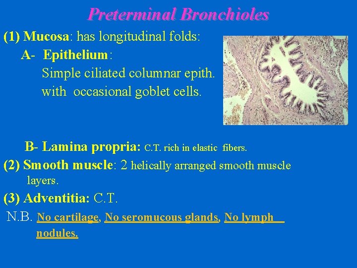 Preterminal Bronchioles (1) Mucosa: has longitudinal folds: A- Epithelium: Simple ciliated columnar epith. with