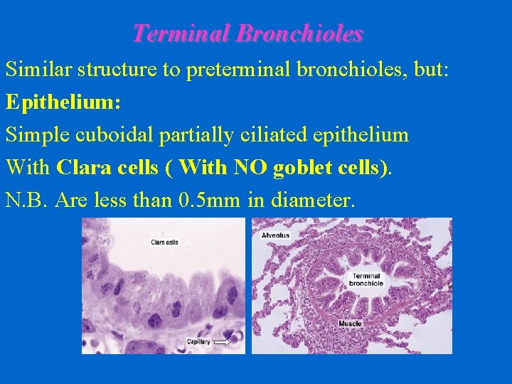 Terminal Bronchioles Similar structure to preterminal bronchioles, but: Epithelium: Simple cuboidal partially ciliated epithelium